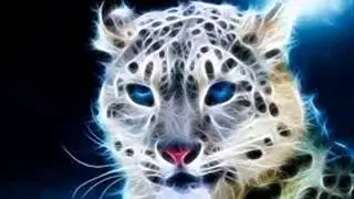 fly project like a star ANIMAL MUSIC