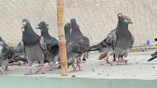 kasid Racing walay kabootar Pigeon (Fareed Khan Loft ) Quetta Pigeons (کوئٹہ کبوتر)