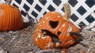 The day before Halloween and the pumpkins are already rotting away