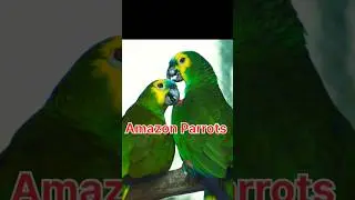 #birdswatching #naturelover #indianbirds #shortsvideo #natureworlds