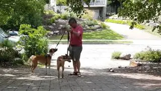 Training 2 Dogs at Once - Loose Leash Walking s6