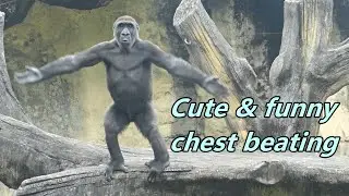 Gorilla Jabali's cute and funny chest beating / Jabali 可愛又有趣的擊胸