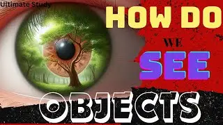 How do We See Objects | Light and Complex Mechanism of Eyes | Ultimate Study