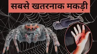 सबसे खतरनाक मकड़ी / most dangerous spider #spider #viralvideo #facts #viral #amazingfacts #creature 