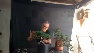 Bonsai juníperus tuia jacaré, movimento de tronco, @wanderramos,  zap 34 99791-9101 
