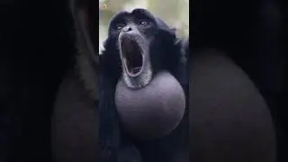 Siamang Gibbons Sounds (Screaming Gibbons)