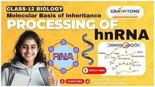 Posttranscriptional modification (hnRNA to mRNA) Splicesome, Splicing, Cap, Tail, Introns, Exons