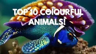 Colorful Creatures: 10 Most Vibrant Animals in the World!