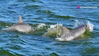 The Vibrant Marine Life of Saint Lucia&rsquo;s Coast #animal2024 #wildlife