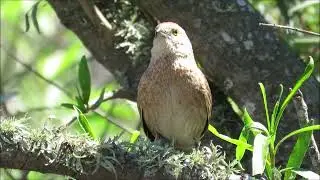 Espinero pecho manchado (Phacellodomus striaticollis): 