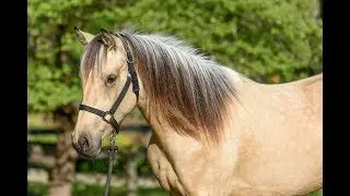 Communicating with Your Horse Using Your Voice // Horse Training Tips with Deanna Corby Dressage