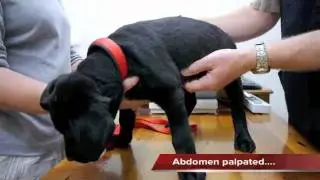 Guide Dogs First Vet Visit