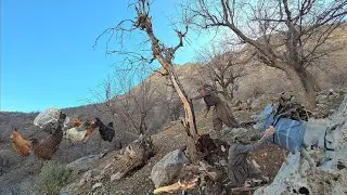 Mountain Survival: The Art of Gathering Firewood and Coping with Extreme Cold in Oak Forests