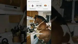 В! 🐎❤️💙