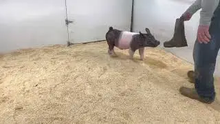 3-3 Boar Dropkick x Dirty Thoughts x Hillbilly Bone (crypt)