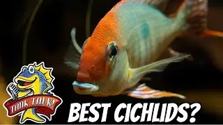 What Are The Best Cichlids For Your Aquarium?