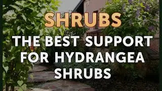 The Best Support for Hydrangea Shrubs