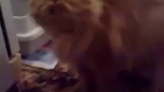 Кошка зовёт Валеру
