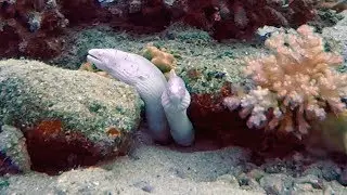 Two White Murenas   - Red Sea
