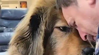 Tibetan Mastiff Live Bonding Moment | Denali the Lion Queen