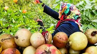 Life in the North of Iran : Picking Fruits and Organic Gardening 2022 ( Mazandaran Permaculture)