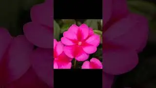 ഇതു കാണു🥰 ഇങ്ങനെ നടു🥰#malayalam #gardening #bolsam#nature#
