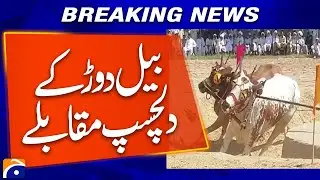 Bull Racing Competition Concludes in Sargodha | Cultural Event Highlights