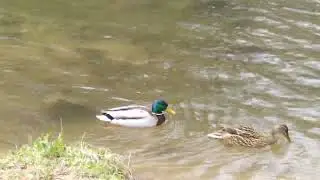 Stockente, eine Schwimmente (Tauchenten siehe Beschreibung)