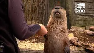 River Otter Training - Cincinnati Zoo