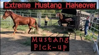 Player’s Choice 2020 | Extreme Mustang Makeover Pick Up