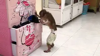 Ni Monkey wants to find a nice dress to go to the party