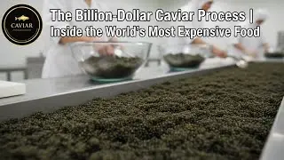 The Billion-Dollar Caviar Process | Inside the World&rsquo;s Most Expensive Food