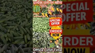 Dhanlaxmi cucumber | India top cucumber seeds | भारत का नंबर वन खीरा बीज | pragati beej Bhandar
