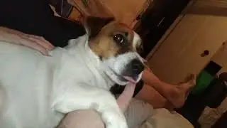 потужний собак. Perros poderosos .