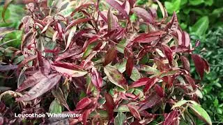 Colorful Coastal Doghobbles: the many Leucothoe varieties