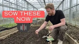 What to Sow in January in Europe: The Ultimate Winter Sowing Guide