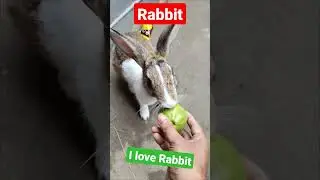 This is my first Rabbit | প্রথম খরগোশ |#খরগোশ #viralvideo