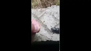 Escaravelho da esp&eacute;cie passalidae ou besouro  - scarab or beetle family passalidae