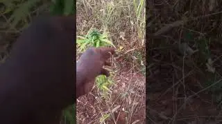 Pollinated Plants!