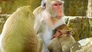 Adult Monkey Janna Got Deep Sleep After Drinks Mom's Milk Till Full, Monkey Jane, Angkor Nature