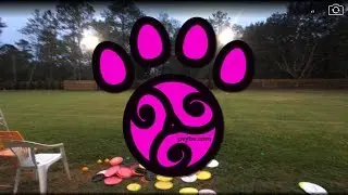 Pawsitive Vybe Live | Epic Disc Dog Freestylers Jam