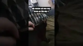 brave little boy #shorts #cat #blackcat #rescuecat #disabledcat #cute #catvideos