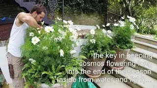 Cosmos - The importance of deadheading