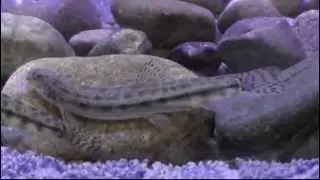 T川ヒガシシマドジョウ（Cobitis sp. BIWAE type C）