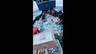 LIVE📹 | Net Fishing in the Pacific Ocean. #shorts #boat #fishing