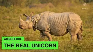 The Rarest One horned Animal, The Javan Rhinoceros Is A True Unicorn  | Wildlife Documentary