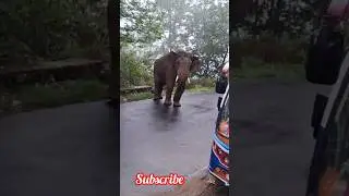 Valparai elephant attack #shorts #shortsfeed #elephant