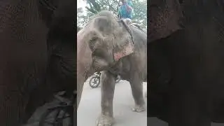 #viralelephant #elephant #love #elephantlovers #kanchan #loveelephants #Sunu #friendelephant