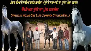 Stallion Farzand Sire Late Champion Stallion Dulla ਦੋ ਵੱਡੀਆਂ ਬਲੱਡ ਲਾਈਨਾਂ ਮੱਝੂਕੇ ਤੇ ਕਰਾਮਾਤੀ ਦਾ ਸੁਮੇਲ