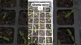 Ghetto mice 🐁🐁 #viral #gardeningvideos #yardgardening #mice #garden #mouse